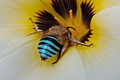 Xuất hiện loài ong có màu xanh da trời cực hiếm tại Úc 