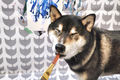 Chú chó shiba kiếm được hàng trăm triệu đồng khi làm họa sĩ