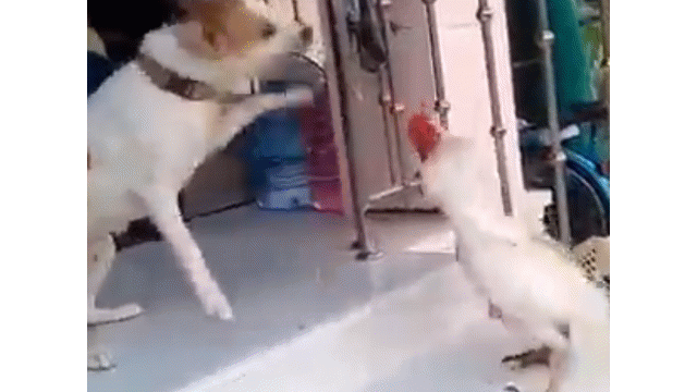 Video: Bị gà trống tấn công, chó đực 5 lần 7 lượt bỏ chạy