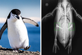 Chim cánh cụt có đầu gối và loạt sự thật sốc về tự nhiên