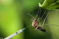 Lộ nguyên nhân “sốc” Bill Gates thả muỗi biến đổi gen ra tự nhiên