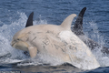 Giải mã cực "sốt" cá voi bạch tạng siêu hiếm lộ diện ở Nhật 