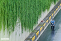 Con đường “bức tường xanh” đẹp như trên phim ở Hà Nội
