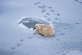 Video: Tại sao Nam Cực có hải cẩu, cá voi mà không có gấu ?