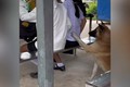 Cười “té ghế” với hành động nài nỉ xin ăn của cún cưng