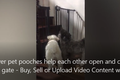Cưng xỉu khoảnh khắc hai chú chó giúp nhau mở cửa 