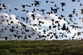“Run sợ” hành động kỳ lạ của chim chóc trước khi động đất xảy ra