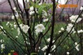 Mê mẩn ngắm hoa đào trắng hiếm hoi bung nở ở HN