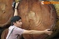 Tận mục bãi tập kết gỗ vụ chặt cây xanh ở Hà Nội