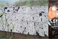 Cảnh tượng tan hoang sau cơn mưa đá khổng lồ ở Lai Châu 