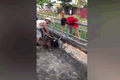Video: Kinh hoàng cảnh chó Pitbull lao vào cắn chết dê ở Nghệ An