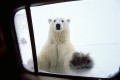 Cuộc sống giữa đàn gấu Bắc Cực tại thị trấn hoang vu ở Canada