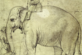 Giải mã xác voi bí ẩn chôn vùi bên dưới thành quốc Vatican