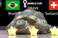 Mèo tiên tri, thần rùa dự đoán tỉ số World Cup 2022 28/11