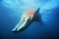 Giải mã thú vị: Điều gì sẽ xảy ra khi cá voi qua đời? 