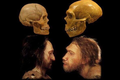 Người Neanderthal tuyệt chủng vì quan hệ tình cảm với... loài người? 