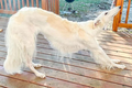 Chú chó có “chiếc mũi dài nhất thế giới” gây sốt cộng đồng mạng 