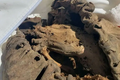 Phát hiện xác ướp 2.000 tuổi trong bãi rác, giật mình sự thật 