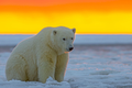 Bất ngờ giả thuyết người ngoài hành tinh nặng bằng gấu Bắc Cực