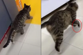 Mèo ‘ảnh đế’, cứ vào siêu thị là diễn cảnh mình bị què chân