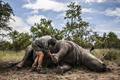 Động vật hoang dã biến mất, chuyên gia lo đại tuyệt chủng thứ 6