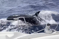 Đàn cá voi sát thủ tấn công thuyền du khách