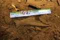 Phát hiện hóa thạch loài thú cổ trong hang động Vịnh Hạ Long 