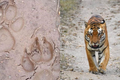 Giải mã dấu chân “khủng” nghi của hổ ở Sơn La: Giống thú họ Chó