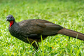 Tròn mắt kinh ngạc loài chim tạo ra “đặc sản” đắt nhất thế giới