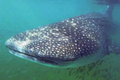 Cá nhám voi khủng trôi dạt vào biển Nghệ An: Loài cực hiếm!