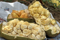 Mít thơm lừng mùi sầu riêng, mít 'khủng' 40 kg/quả ở Việt Nam