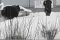 Video: Gấu đen rượt đuổi, tấn công người đàn ông ngay giữa phố