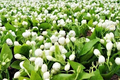 Loài hoa ở Việt Nam đầy rẫy, ra nước ngoài thành... “ngọc trắng” đắt đỏ