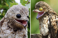 Giật mình 4 loài chim giống hệt “người ngoài hành tinh”, nhìn phát hãi 