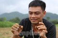 Đổ xô đi săn loài côn trùng dưới đất ở Hà Tĩnh