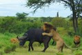Video: Trâu rừng giành chiến thắng khó tin trong cuộc chiến với bầy sư tử