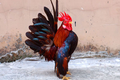 Loài gà dáng đẹp như “siêu mẫu”, nhà giàu Việt thi nhau săn lùng 
