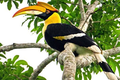 Loài chim quý sở hữu “báu vật” hàng trăm triệu: Có trong Sách Đỏ VN!