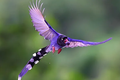 Loài chim sặc sỡ bậc nhất Việt Nam, “bước ra” từ ca dao tục ngữ