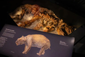 Phát hiện kinh dị: Hài cốt “quái thú có túi” nặng gần 3 tấn