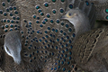Mê mẩn loài gà “quý như vàng” của Việt Nam: Đẹp tựa chim công!  