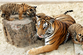 Việt Nam sở hữu loài hổ quý hiếm nhất hành tinh, nghi đã tuyệt chủng