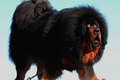 Soi loài chó “chúa tể thảo nguyên”, giá cực chát 46 tỷ đồng 