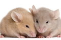 Loài chuột biết tưởng tượng giống hệt con người, chuyên gia nói sao?