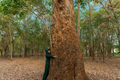 Mãn nhãn vẻ đẹp rừng cao su 100 tuổi ở Đồng Nai