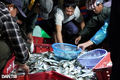 Ngư dân Hà Tĩnh trúng đậm, chợ cá nhộn nhịp từ 3h sáng