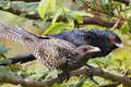 Loài chim “bạc tình” bậc nhất thế giới tự nhiên, Việt Nam có nhiều 