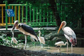 Ngắm loài chim quý hiếm ở Việt Nam có trong Sách Đỏ thế giới