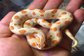 Top 8 loài rắn đẹp - độc - lạ giới đại gia sẵn sàng chi tiền khủng
