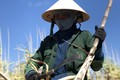 Chặt mía dưới nắng nóng, nông dân Kon Tum được trả công thế nào?